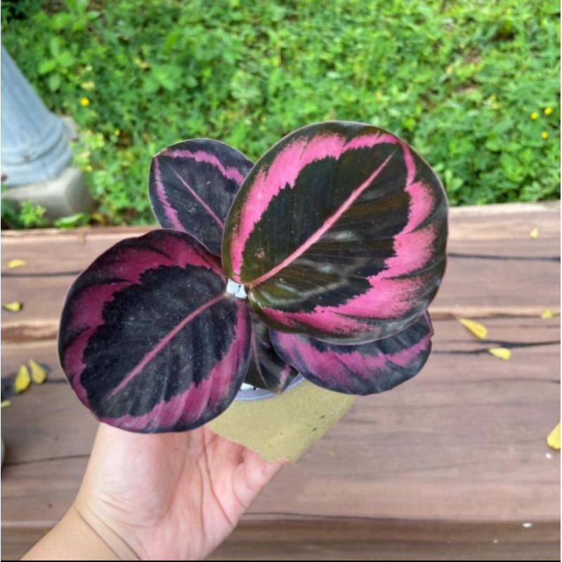 Calathea Pink Jessy 4-5 Daun - Kalatea - Tanaman Hias Indoor - Bunga