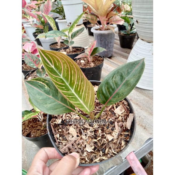 Aglonema Black Kresna Remaja Tanaman Hias Murah Lokal