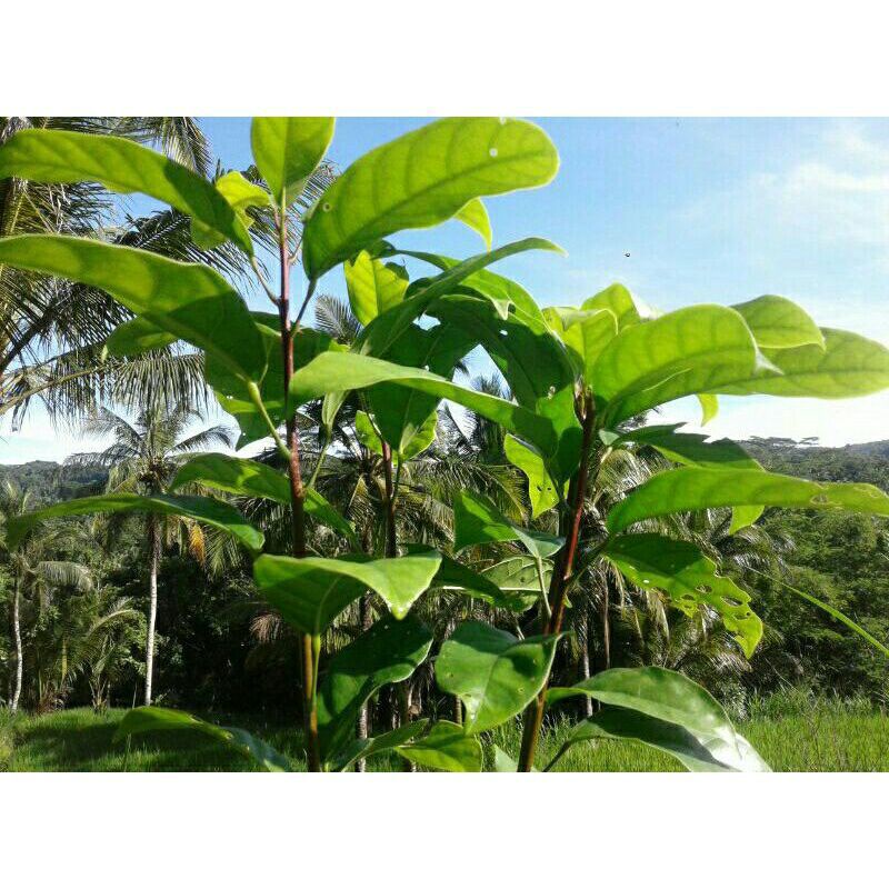 

Herbal Daun Hantap Segar Fresh 1Kg Terlaris