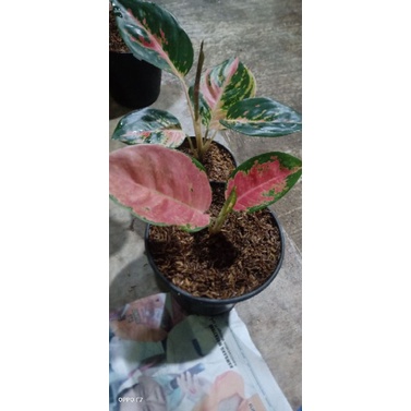 aglonema ebony dan kocin mutasi