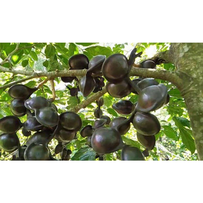 Bibit Pohon Jengkol -  Tanaman Jengkol