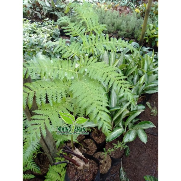 pakis Ekor monyet-pakis monyet tanaman hias realpick