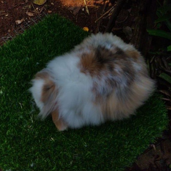 Kelinci Hias Fuzzy Lop Indukan