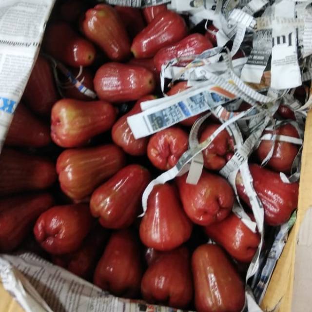 JAMBU AIR CITRA, JAMBU AIR  ASLI DEMAK