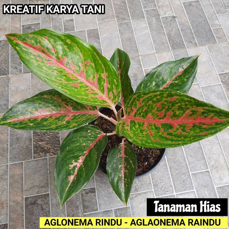 Tanaman hias AGLONEMA RINDU - Tanaman aglonema rindu