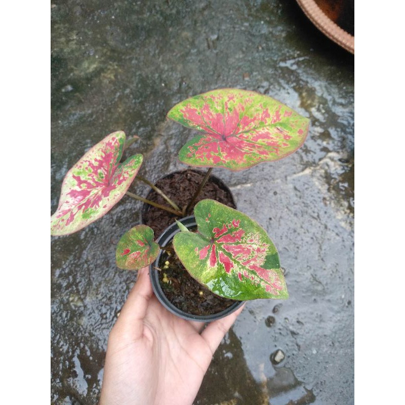 Keladi Caladium H 37
