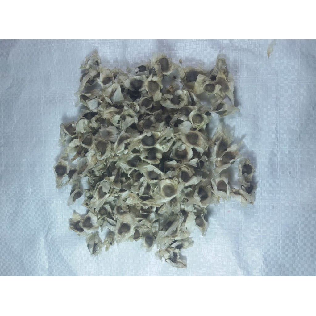 

2Xbtygneal Sakha Snack ) Biji Kelor 500 Gram Kwalitas Bagus