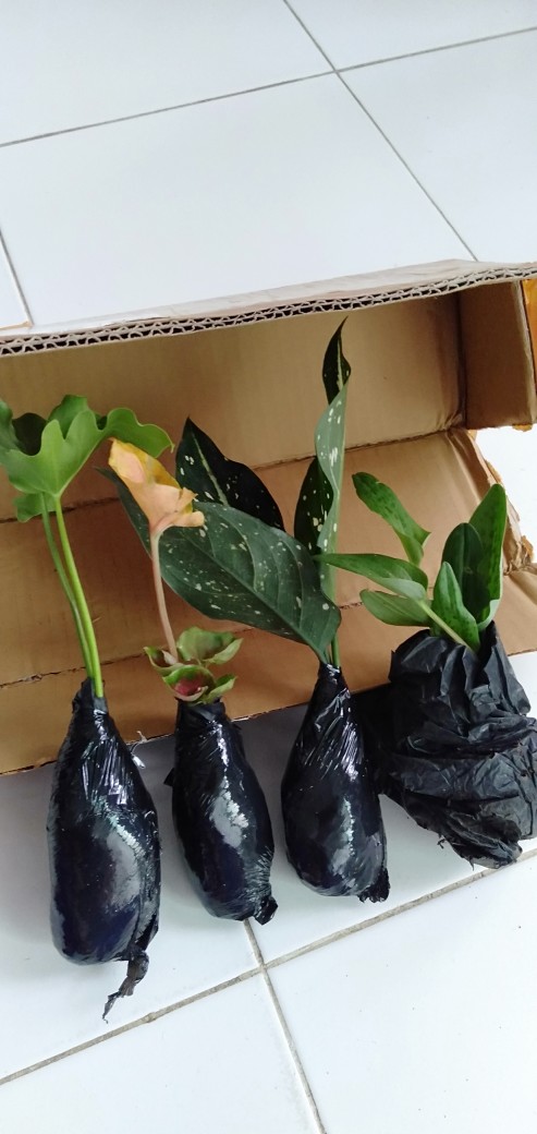 Tanaman Hias Agglonema Sarikit