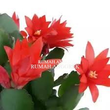 Tanaman Hias Wijaya Kusuma Merah - Tanaman Bunga - Tanaman Hias Hidup - Bunga hidup - Bunga hias