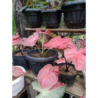 Bibit Caladium Pinky Boy Shopee Indonesia