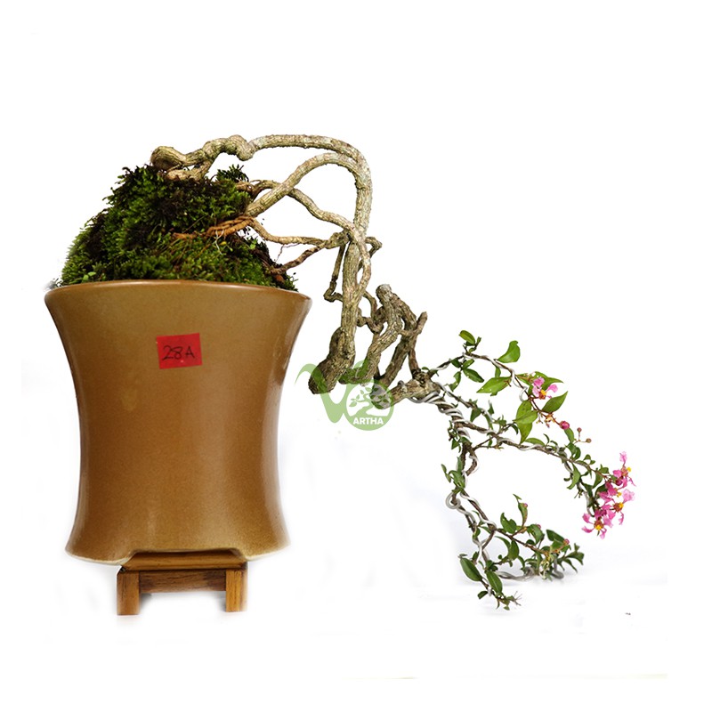 Bonsai Mame Mirten Sakura/Sakura Mikro - 28A