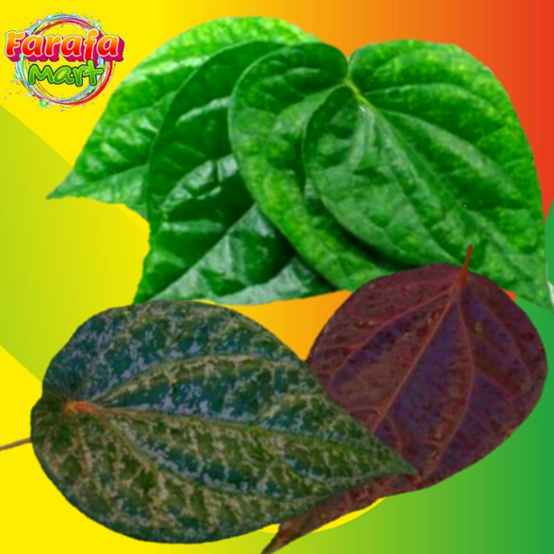 

Daun sirih hijau dan merah segar
