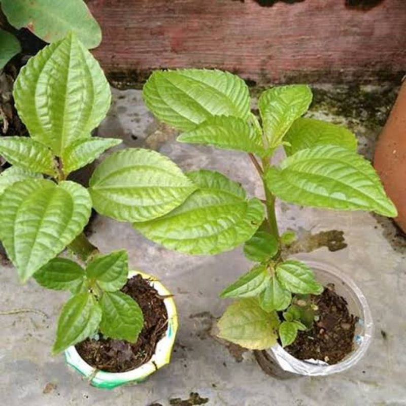 

terbaru bibit pohpohan segar