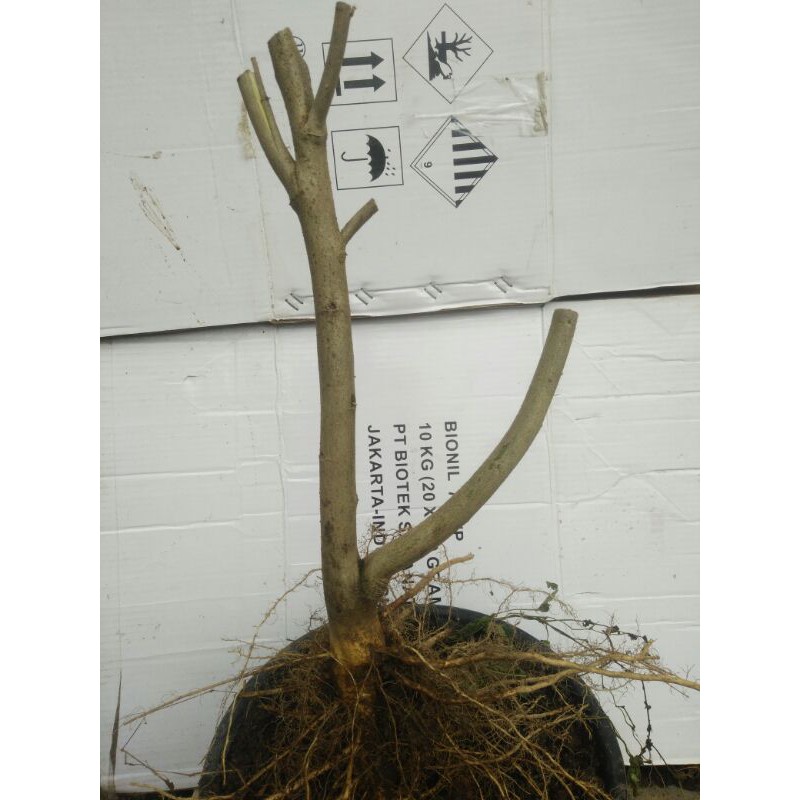 bahan bonsai  hokianti