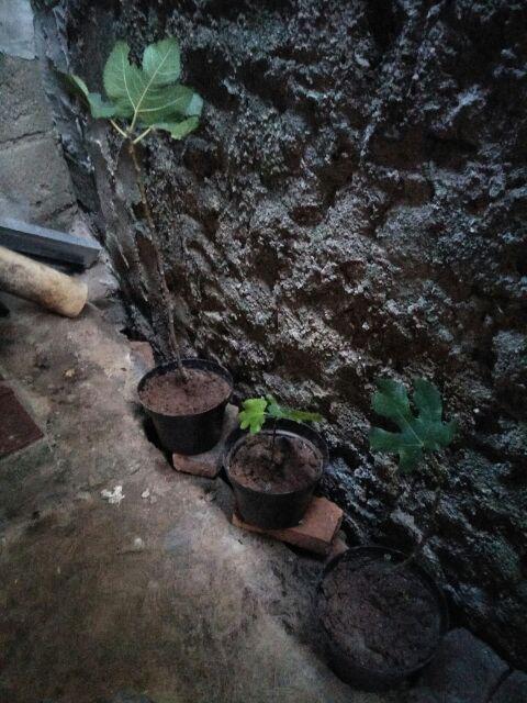 Promo 3 Bibit Buah Tin Green Y, Purple Y, Brown Turky