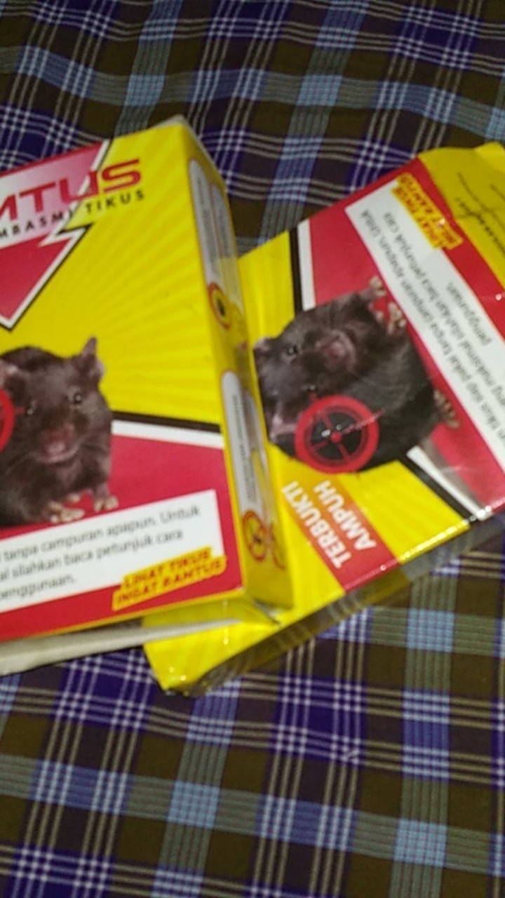 Racun Tikus Ramtus Asli Alami Mati Kering Tidak Bau Pembasmi Pengusir Tikus Super Paling Ampuh 2pack
