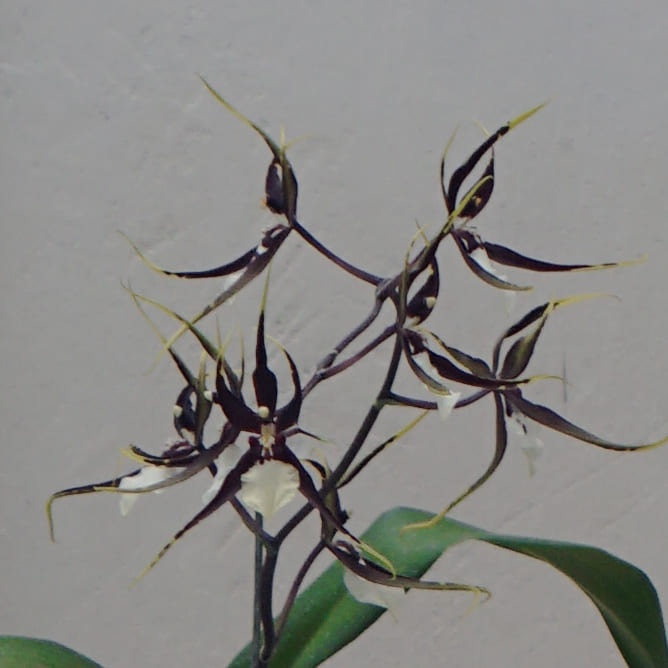 Anggrek Oncidium-Oncidium ODBRS. KENNETH BIVEN SANTA BARBARA