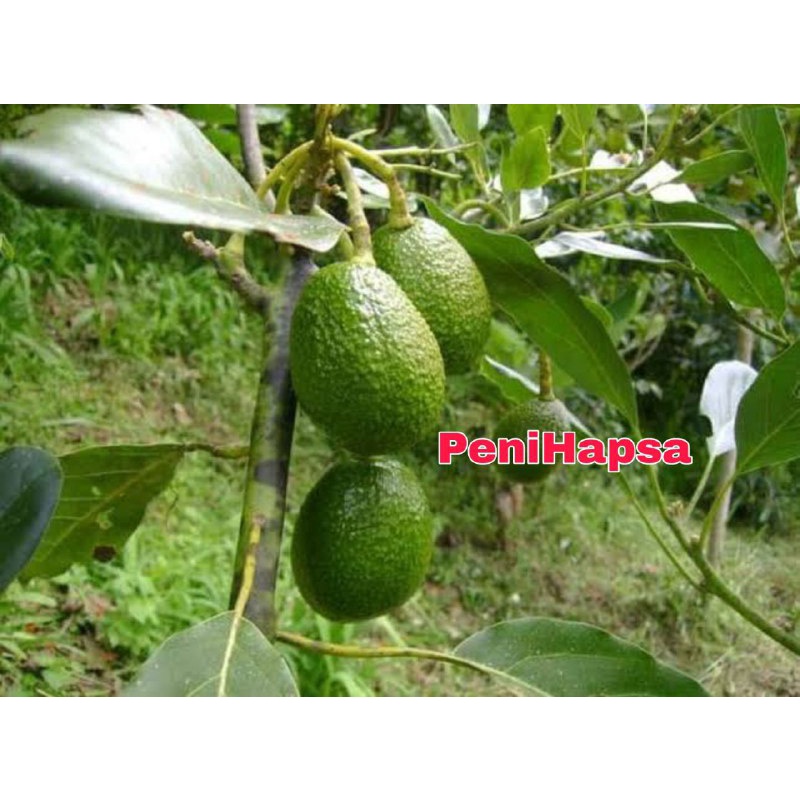 Bibit Alpukat Hass Australia Original Super