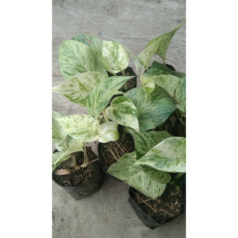 Sirih varigata PUTIH