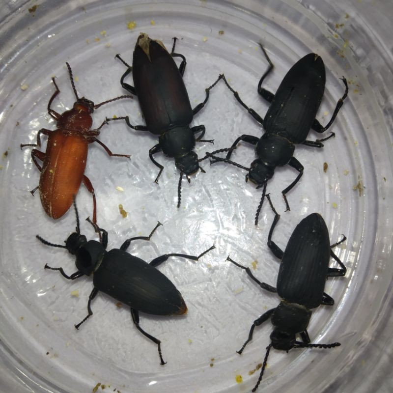 kepik ulat jerman penghasil ulat jerman