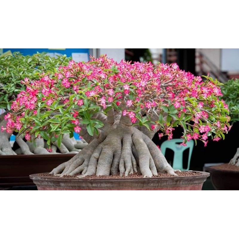 Adenium Thaisocotranum KHZ