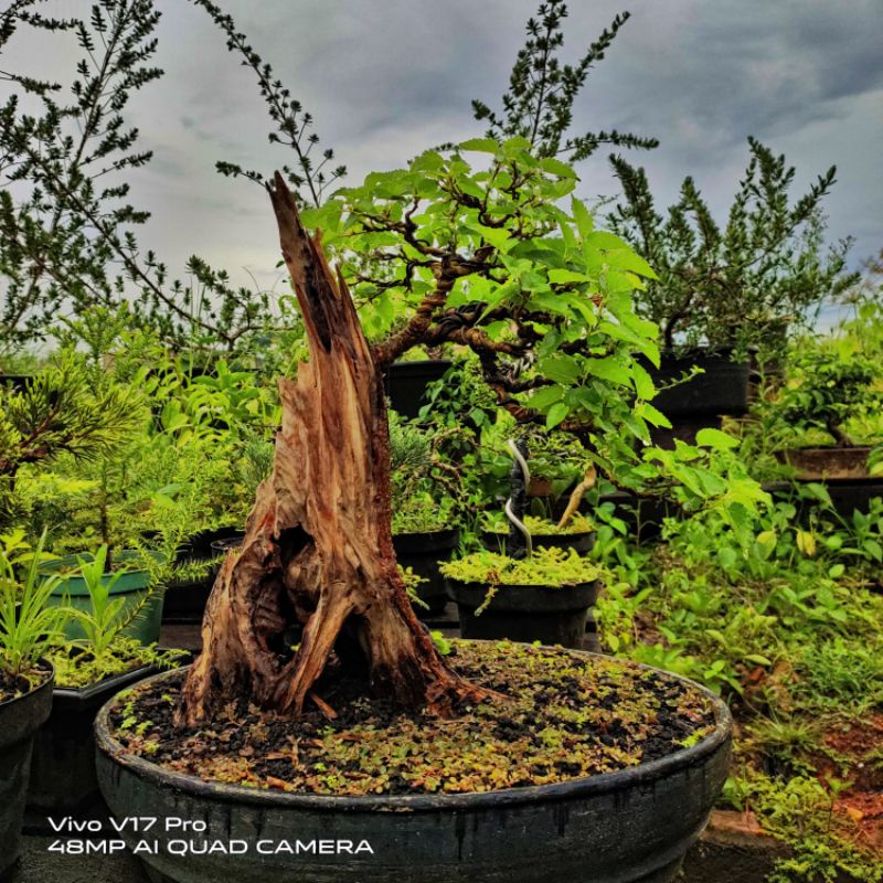 bonsai murbei buah