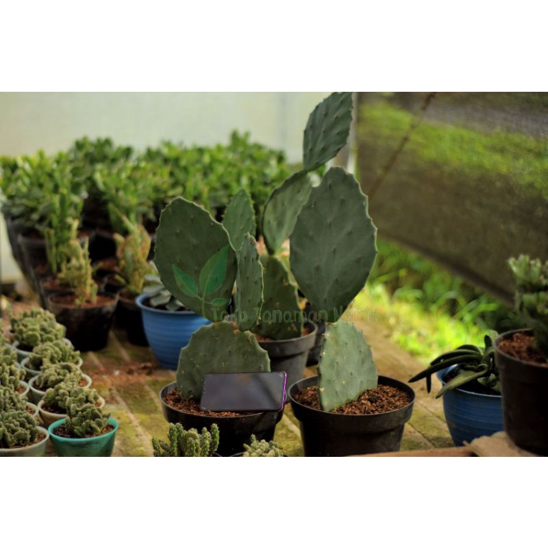 kaktus opuntia gomei jumbo