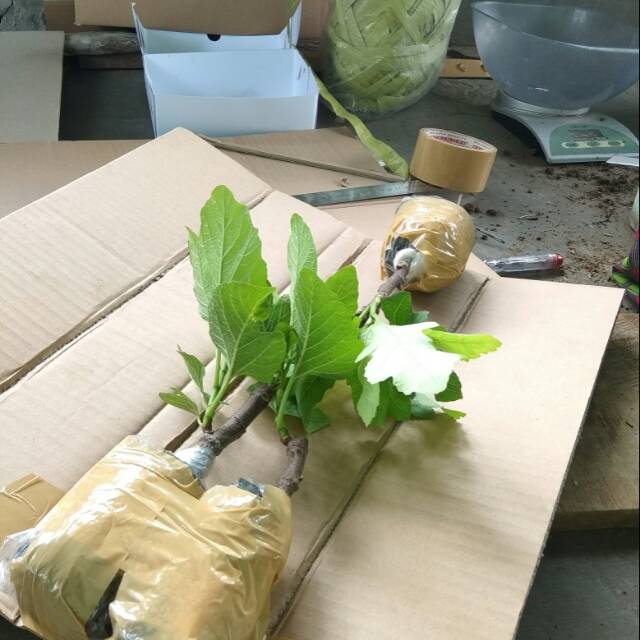 BUAH TIN//BIBIT BUAH TIN