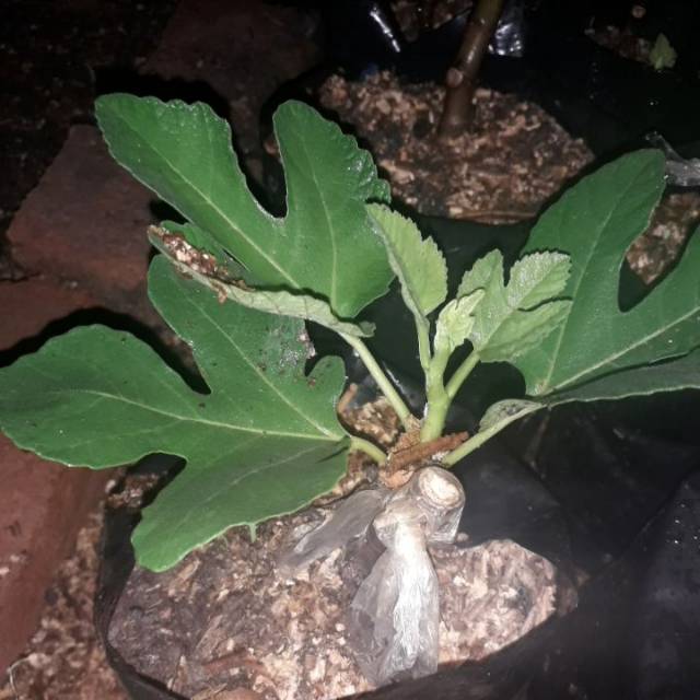 Tanaman Tin/buah tin