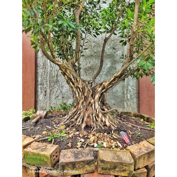 bonsai kimeng program