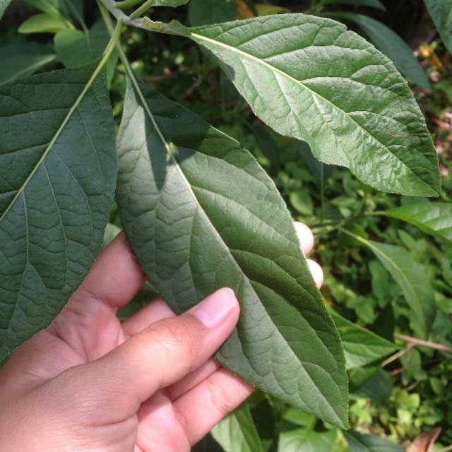 

Daun Afrika Organik Segar