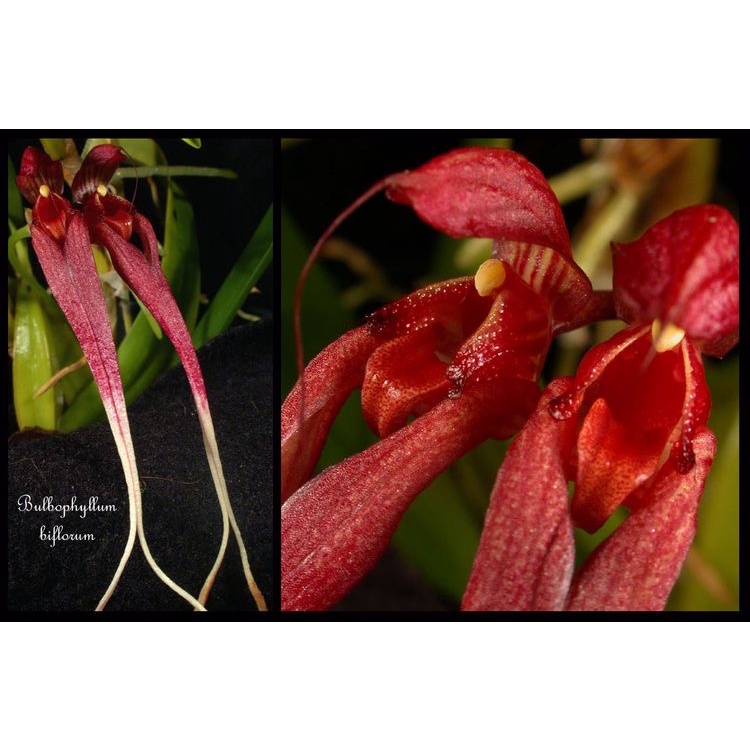 Anggrek bulbophyllum biflorum