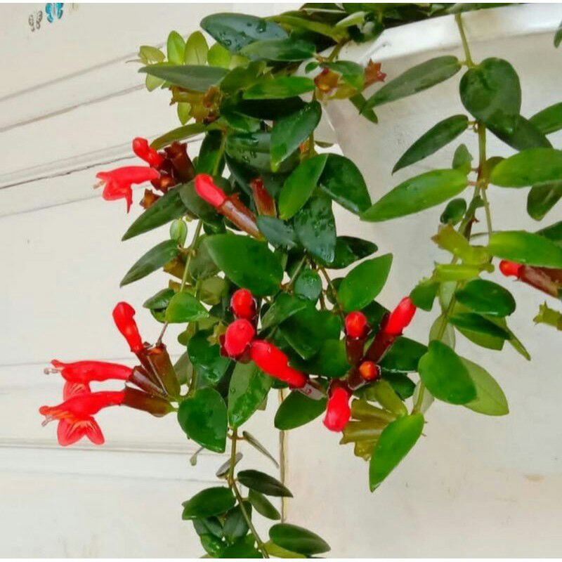 tanaman hias gantung lipstik bunga merah peperomia tanaman hias hoya /tanaman hias lipstik bunga mer
