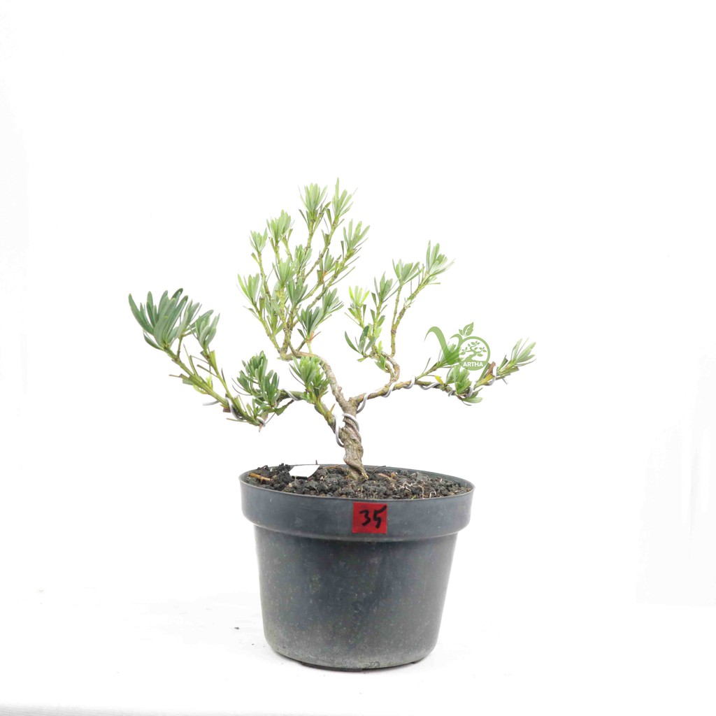 Bahan Bonsai Lohansung Biru 35