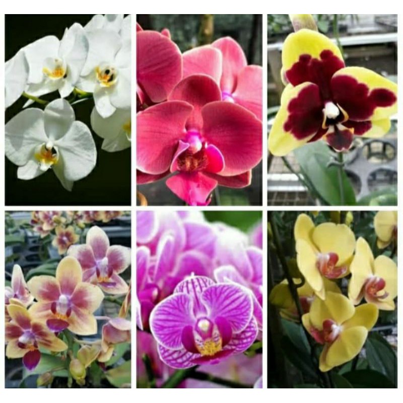 Paket 3 Jenis Bibit Anggrek Dalam Botol (Dendro, Cattleya, Vanda)