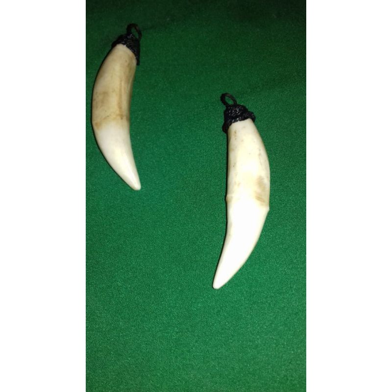 Taring Harimau Asli 100 Shopee Indonesia