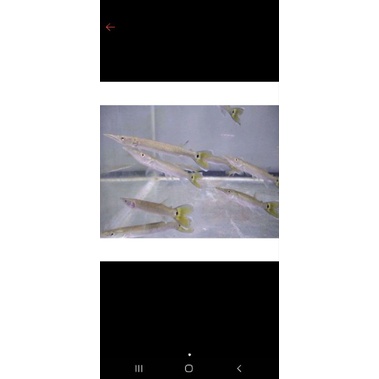 Hujeta Gar size 11-13cm