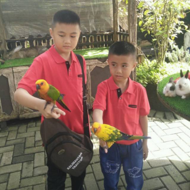 bongdjungkho