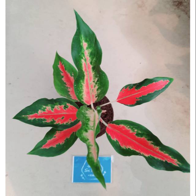 Tanaman Hias Aglaonema Kochin Rembulan Tanaman Hias Hidup Murah Bunga Hias Termurah