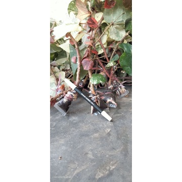 waru varigata waru varigata bahan bonsai bonsai waru