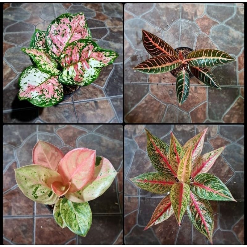 paket 4 bibit bonggol aglonema tricolour, red Sumatera, emerald & red legacy
