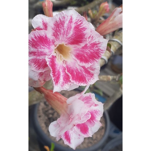 ADENIUM GRAFTING BUNGA TUMPUK
