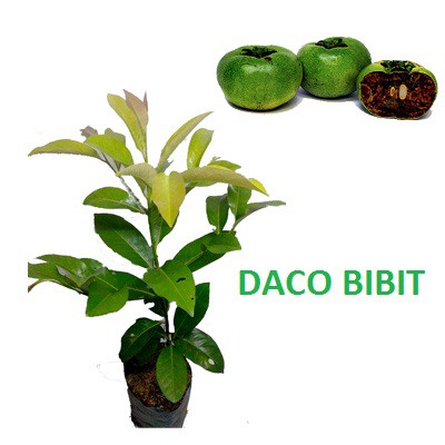 SAWO HITAM (BLACK SAPOTE)