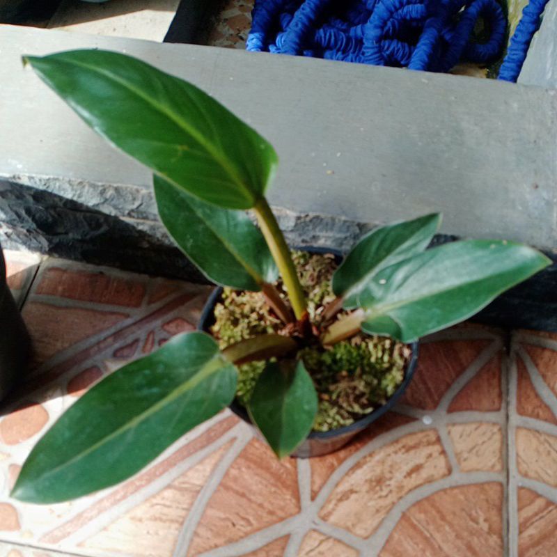 philodendron melodii remaja