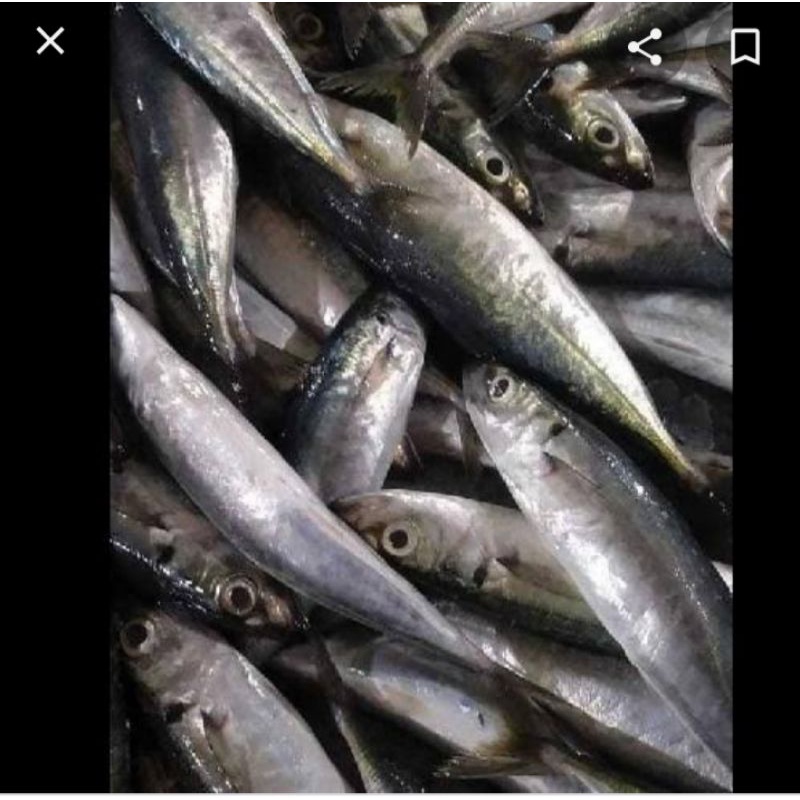 

ikan dencis