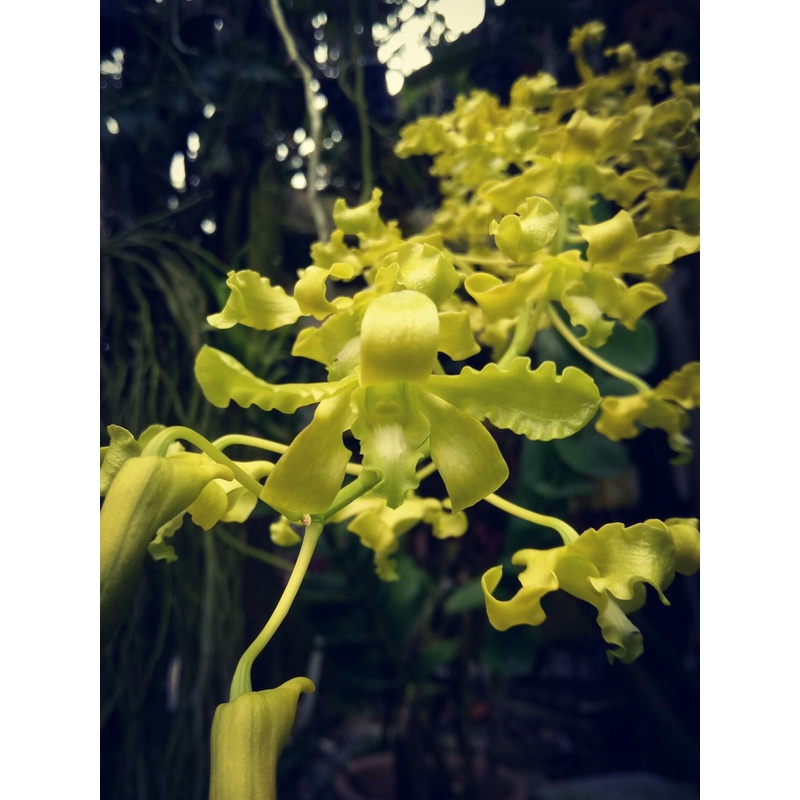 Dendrobium Discolor Var Bromfieldii