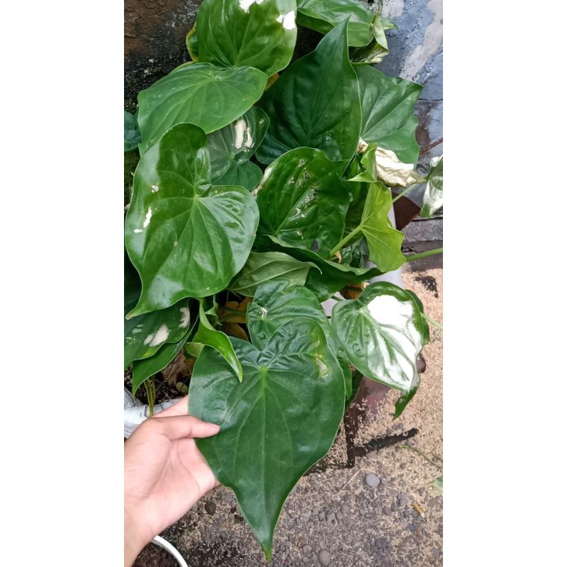 Grosir Keladi Calcutta Tikus jYenggwTnANKzk