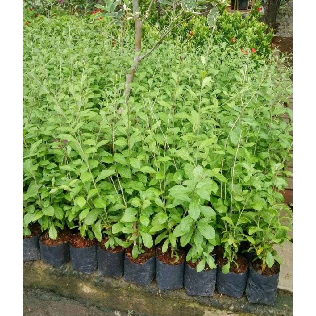 Tanaman hias lee kwan yew 50cm - tanaman tirai le kwan yew