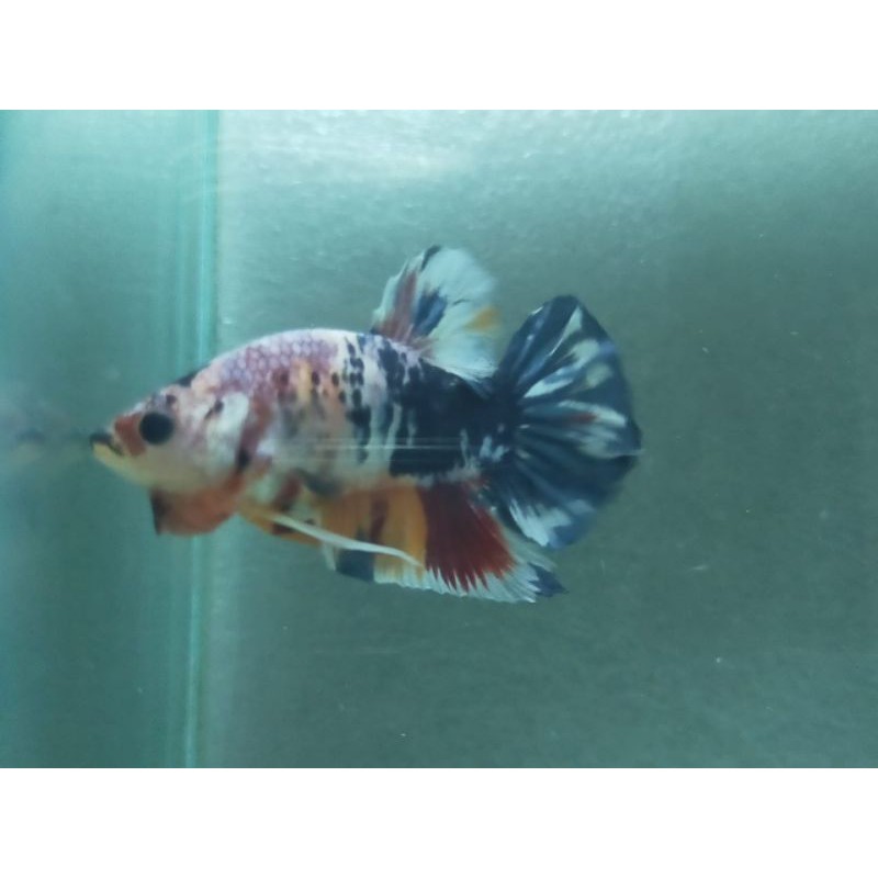 

MULTY (BETTA FISH)