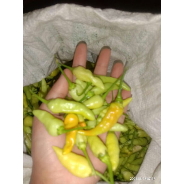 

cabe rawit ijo fres 250 g